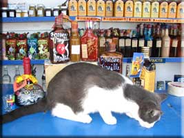 Local Rums and a rescued cat